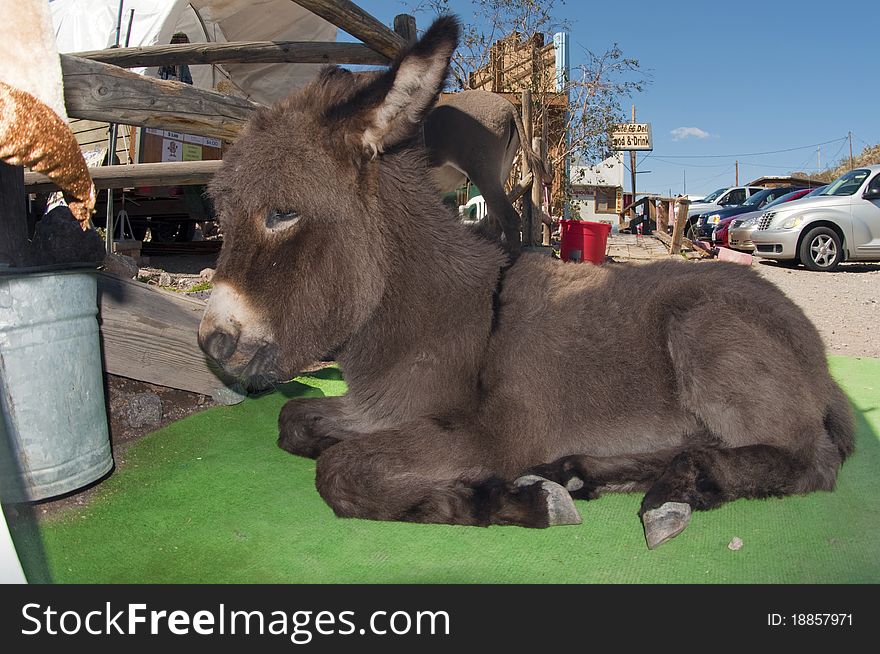 A wild baby burro taking time out in Oatman, Arizona