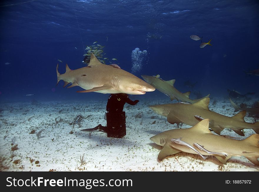 The sharks of Tiger Beach, Bahamas