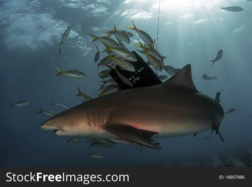 The sharks of Tiger Beach, Bahamas