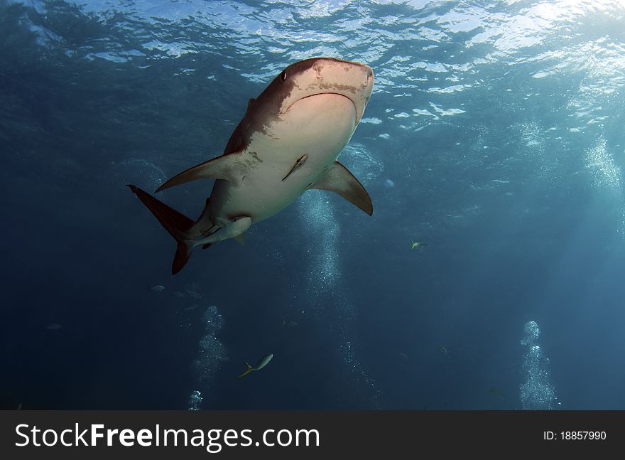 The sharks of Tiger Beach, Bahamas