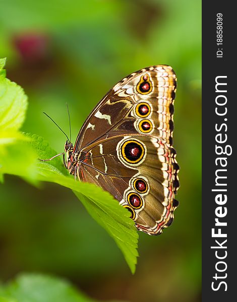 Close up shot of a owl butterfly resting on a leaf.