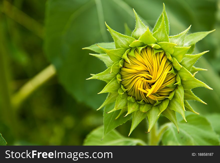 Bloom Sunflower