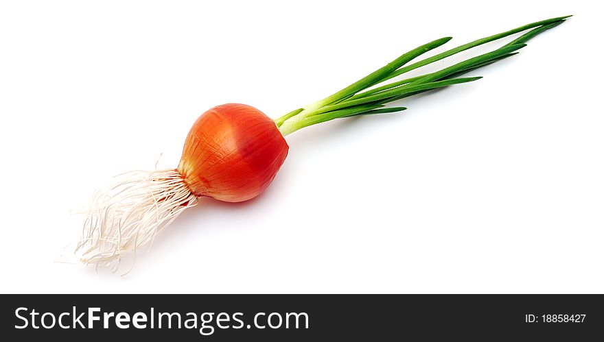 Growing onion bulb with fresh green sprouts on white background