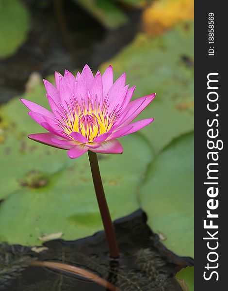 One kind of flowers in Thailand Called lotus.Called lotus flower grown in water. One kind of flowers in Thailand Called lotus.Called lotus flower grown in water.