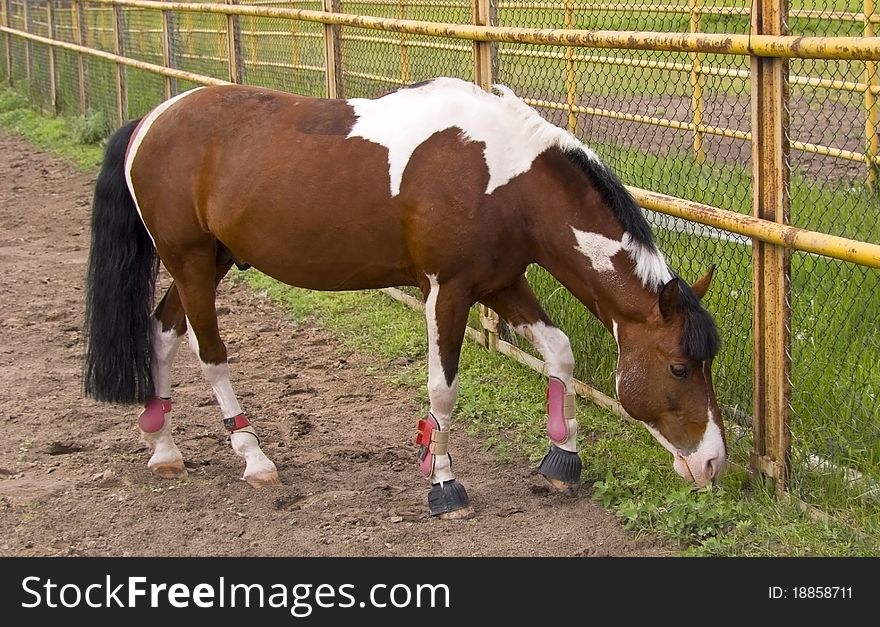 Horse in an enclosure of outdoors