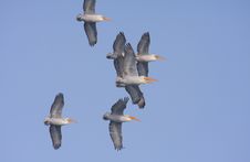 Dalmatian Pelican Flock Royalty Free Stock Image Dalmatian Pelican Flock Royalty Free Stock Image