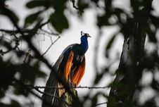 Peacock On A Tree At Sunrise Stock Images