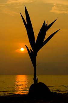 Coconut Silhouette At Sunset Royalty Free Stock Photo