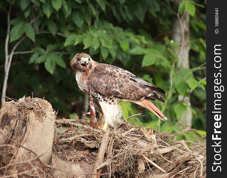 A red tailed hawk in Vermont, USA, tearing at it's catch of the day: a squirrel. A red tailed hawk in Vermont, USA, tearing at it's catch of the day: a squirrel.