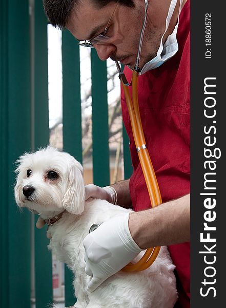 Vet examining a cute bichon maltese dog. Vet examining a cute bichon maltese dog