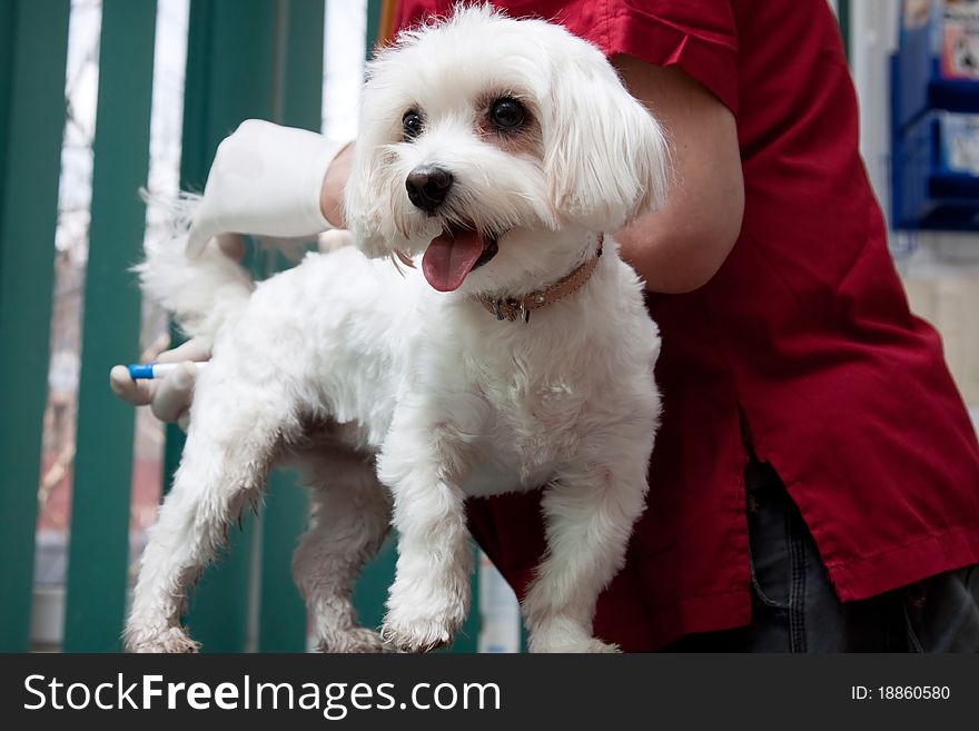 Vet examining a cute dog