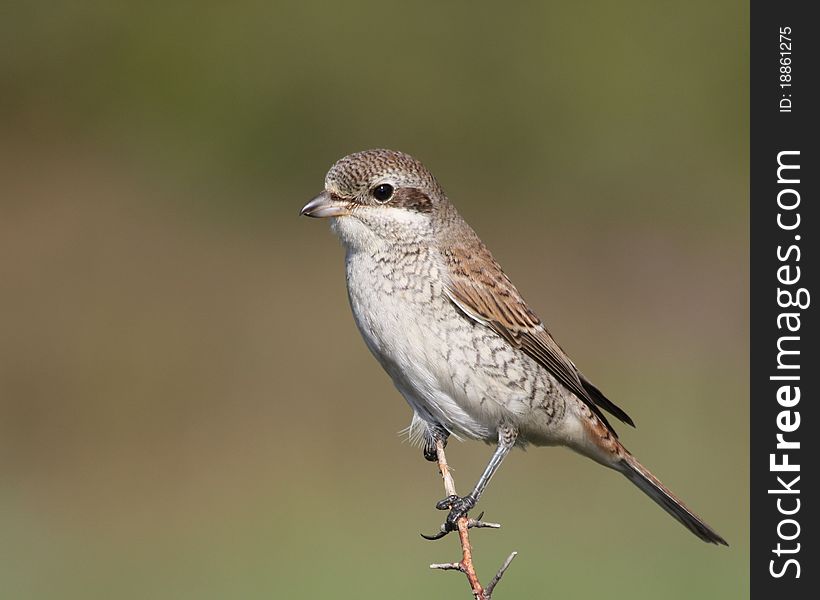 Red-backed Shrike On A Branch