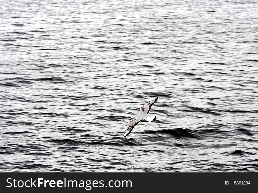 Seagull in flight with background of the sea. Seagull in flight with background of the sea