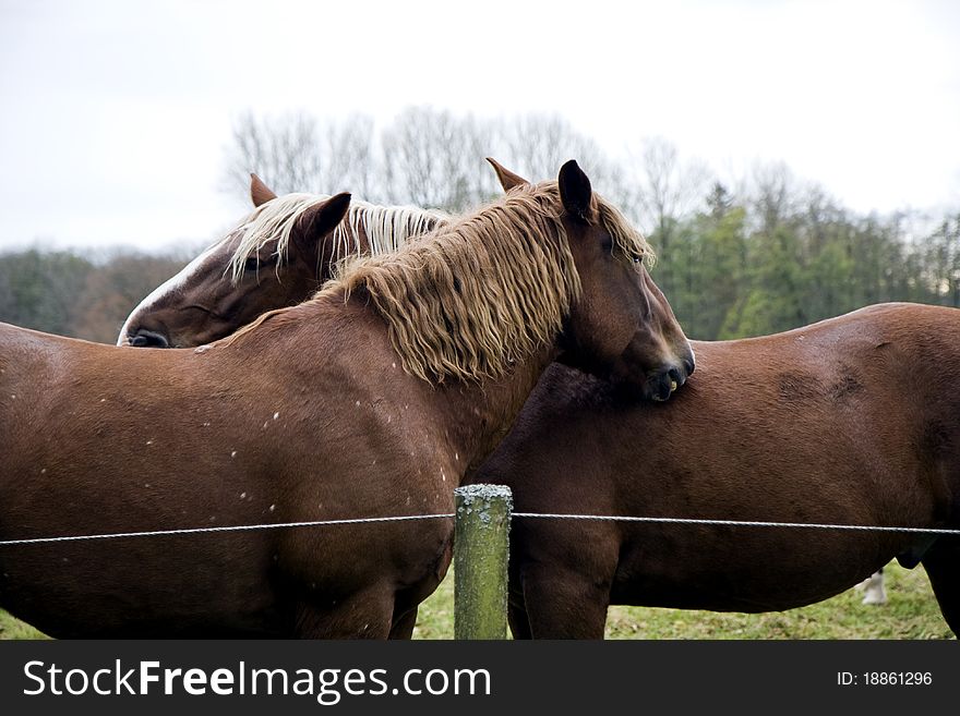 Horses in a Farm in Germany. Horses in a Farm in Germany