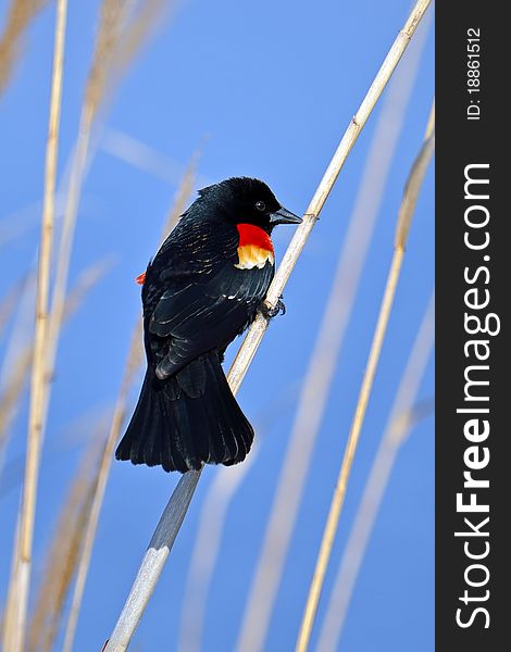 Red-winged Black Bird