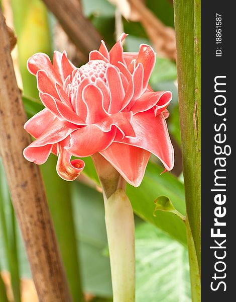 Torch  Ginger