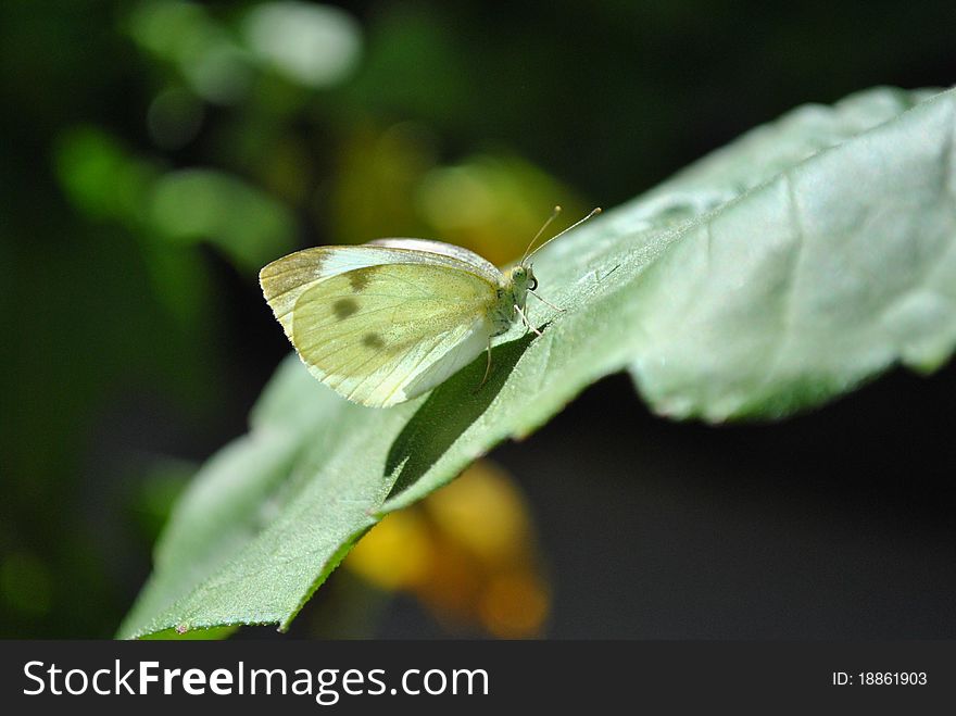 Adult Cabbage White Butterfly