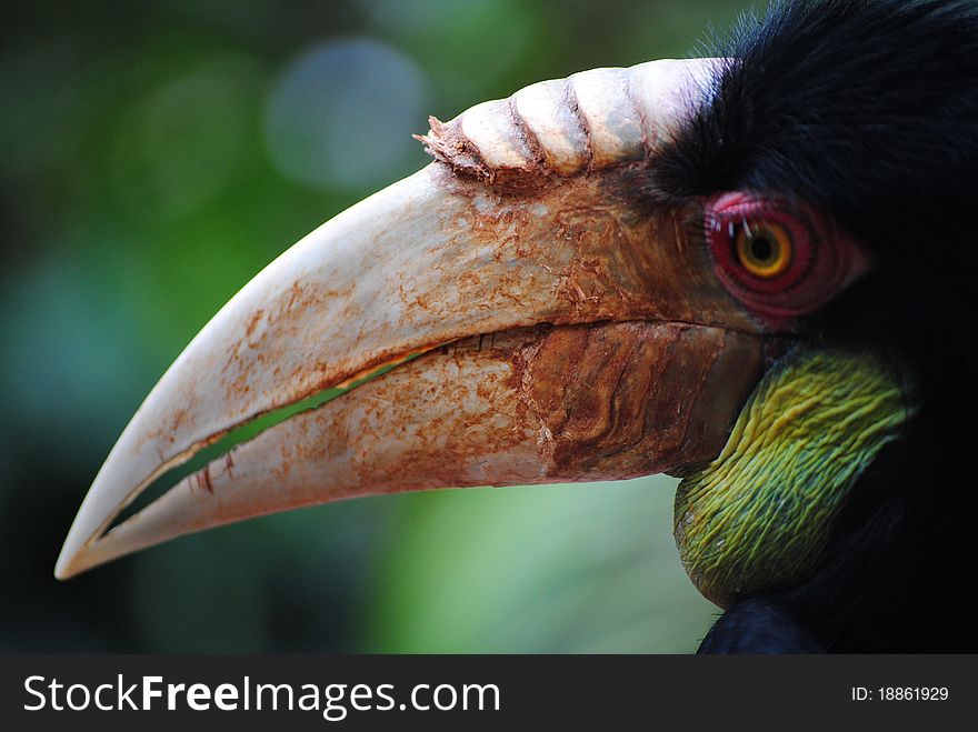 Hornbill Close up and Profile. Hornbill Close up and Profile