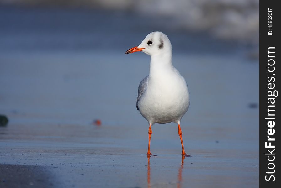 Black-headed gull (chroicocephalus ridibundus) standing on beach in morning light