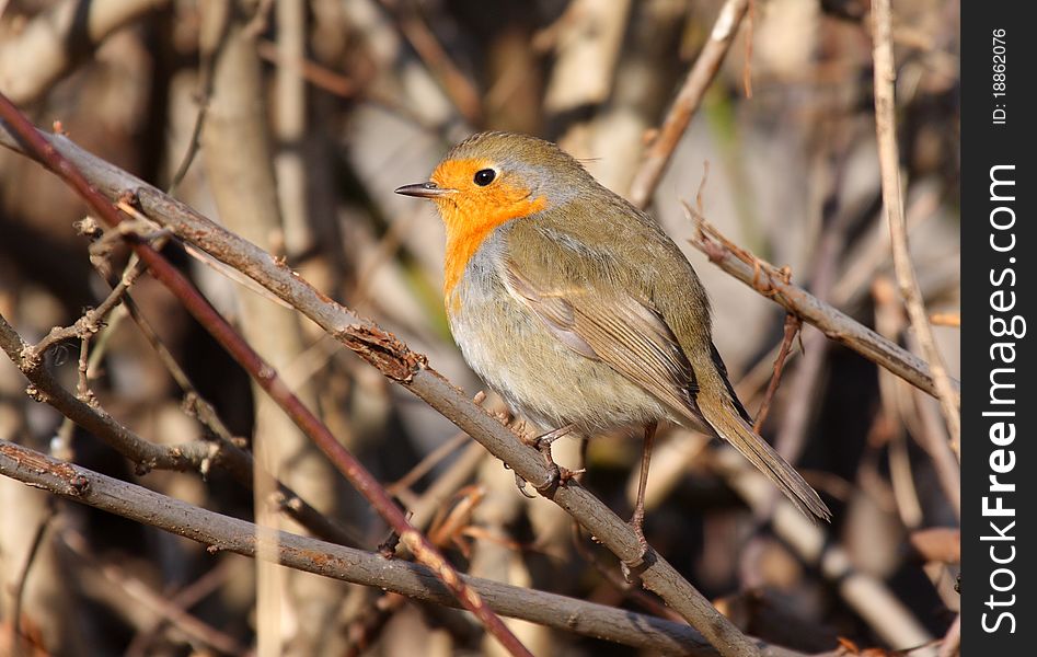 Robin (erithacus rubecula) standing on dry branches.