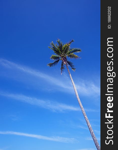 View of coconut and blue sky