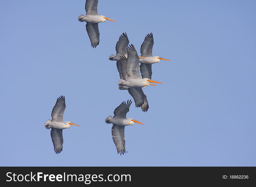 Dalmatian Pelican Flock