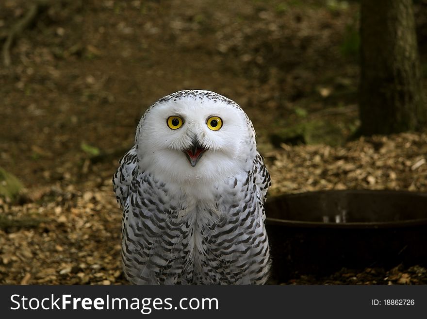 Snowy owl on dark background