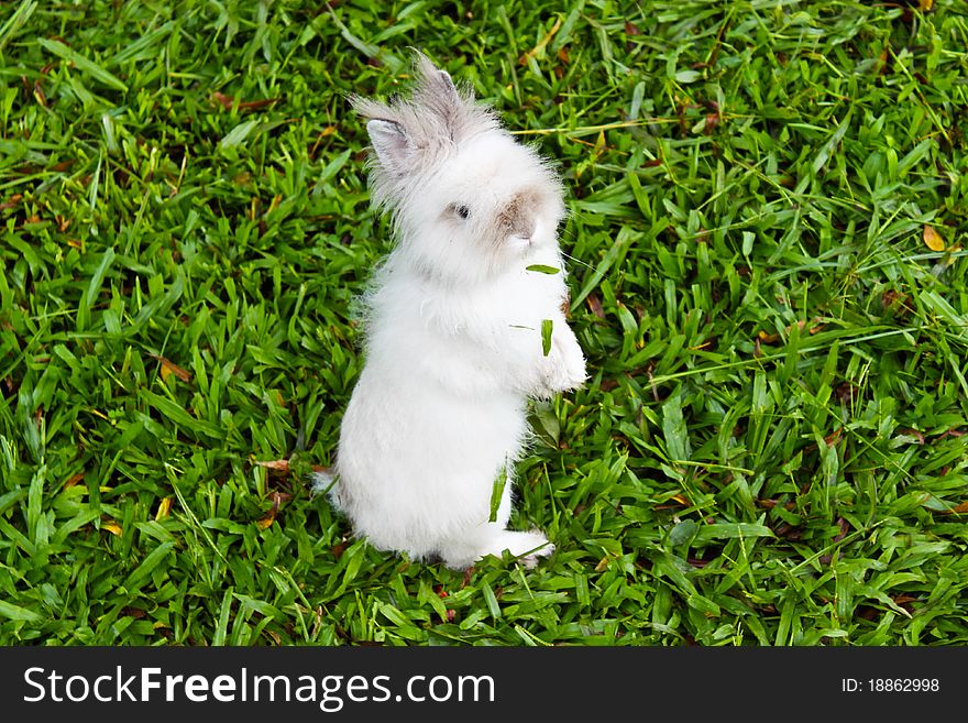 Little rabbit in a field of grass