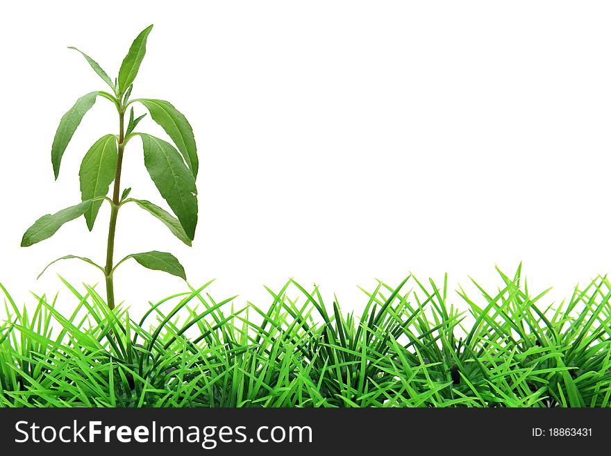 Isolated tree on green grass. Isolated tree on green grass