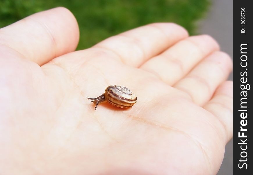 One little snail on hand