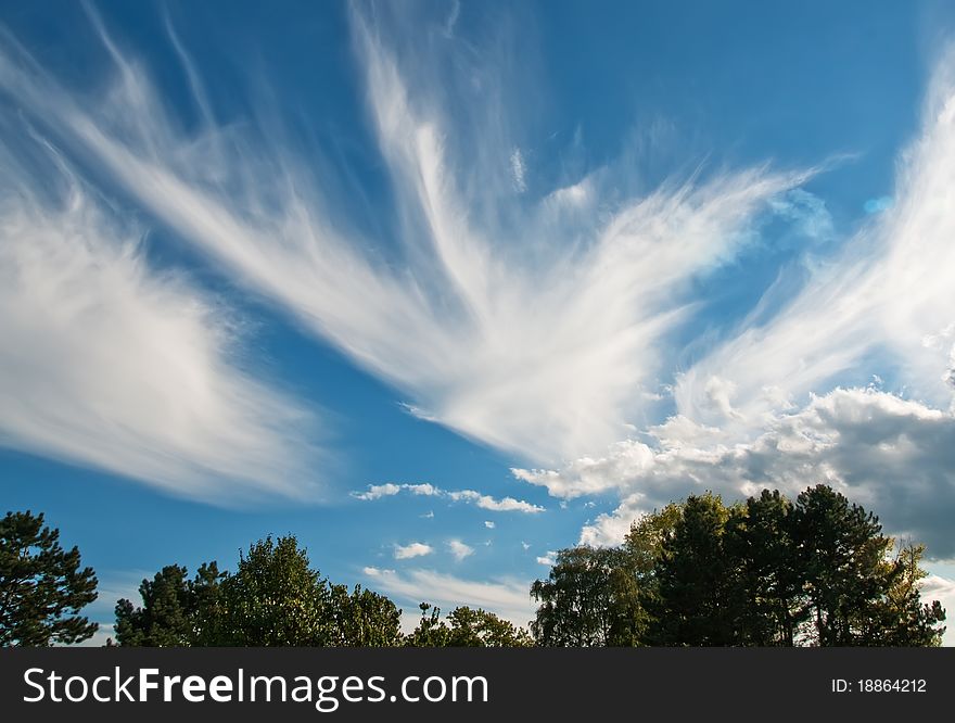 Sky with nicely shaped clouds above the treetops. Sky with nicely shaped clouds above the treetops