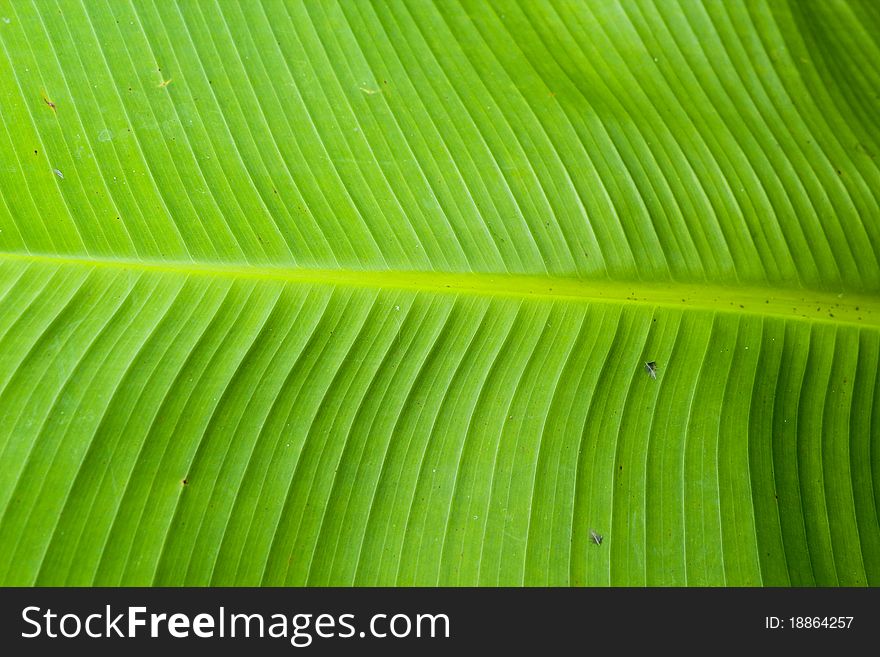 Green banana leaves from nature