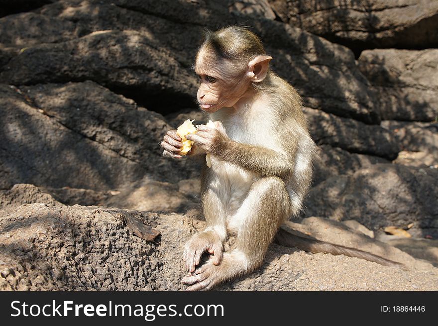 The little monkey eating a banana in the mountains