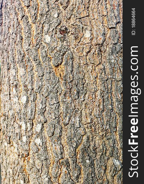 Bark of tree form nature