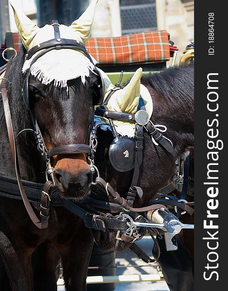 Horse in harness on the street Viennas. Horse in harness on the street Viennas.