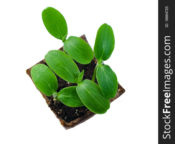 Green shoots of cucumber in a pot on a white background