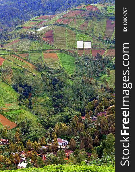 Pattern of green field in Kemuning Mountain, Karanganyar, Central Java