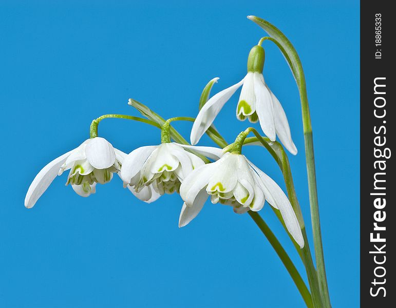 White snowdrops on blue background