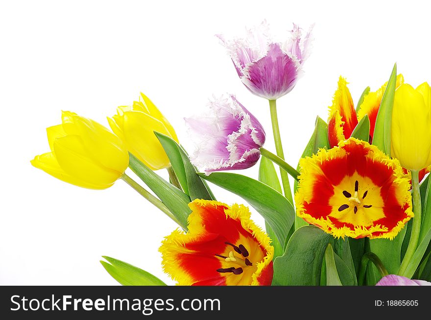 Bouquet of the fresh tulips on white background
