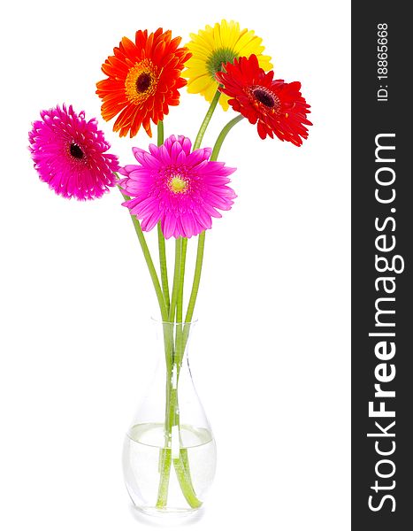 Colorful gerberas flowers on white background