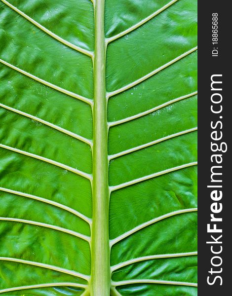 Green tropical leafs from nature. Green tropical leafs from nature