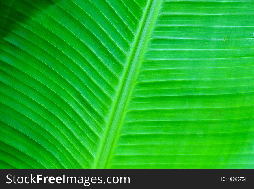 Green banana leaves from nature