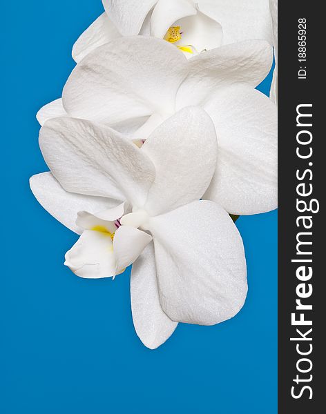 Detail of white orchid on blue background