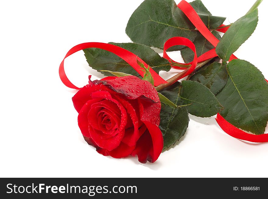 Red rose and flight isolated on a white background. Red rose and flight isolated on a white background