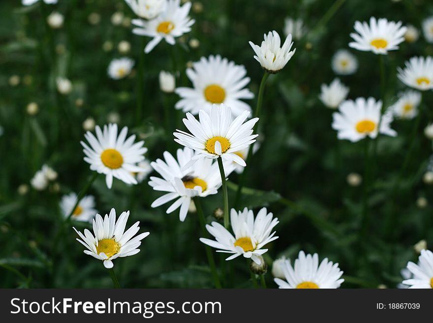 White camomile on a background of green grass.