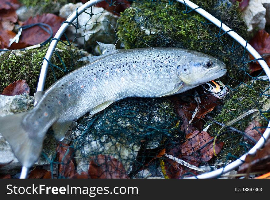 Brown trout with a land net