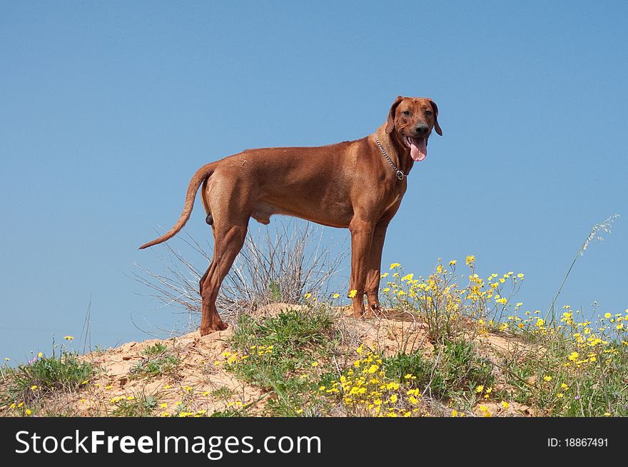 Rhodesian ridgeback stay on hill. Rhodesian ridgeback stay on hill