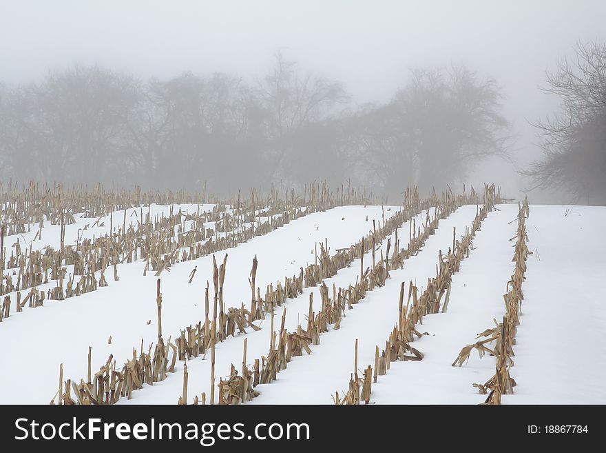 Corn rows in a winter fog