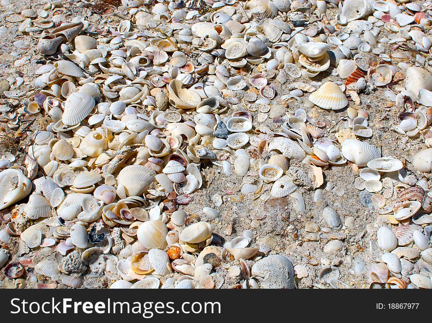 A collection of seashells on the shore of west coast Florida. A collection of seashells on the shore of west coast Florida.