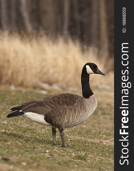 Springtime Canadian Goose in grass with foliage in the background. Springtime Canadian Goose in grass with foliage in the background